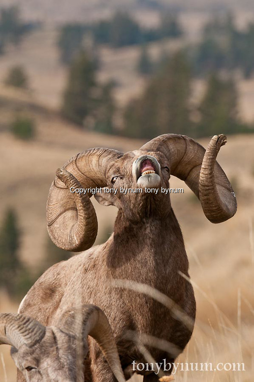 Mature bighorn sheep ram lip curling. Wild rocky mountain big horn sheep © tony bynum