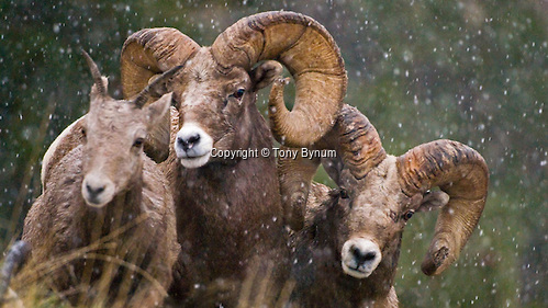 Rocky Mountain bighorn rams following a ewe in falling snow. ©tony bynum