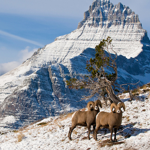 Two bighorn rams standing in the snow with mountain backdrop. © tony bynum