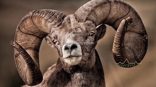 Mature, bighorn ram. This is an excellent example of a large, mature big horn ram in prime condition. © tony bynum
