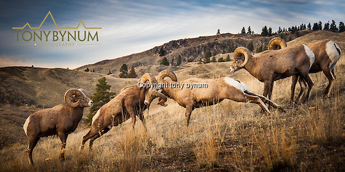 Two bighorn rams head butting to determine dominance in the band. Other rams watch and even participate in the battles. © tony bynum