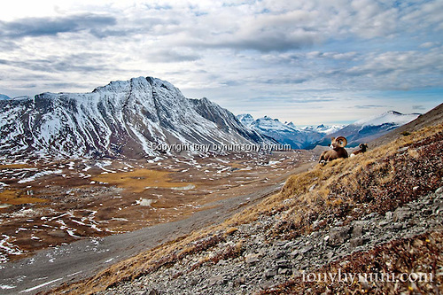 Two wild rocky mountain bighorn sheep bedded on the side of a mountain. © tony bynum