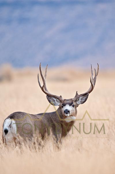 mule deer buck photographs — Tony Bynum Photography