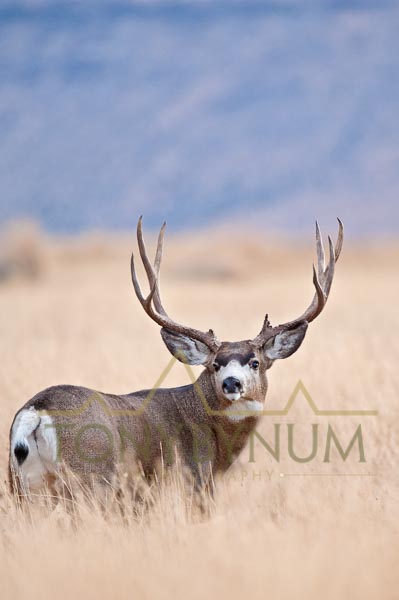 Mule deer buck photo - a large mule deer buck standing in grass. © tony bynum