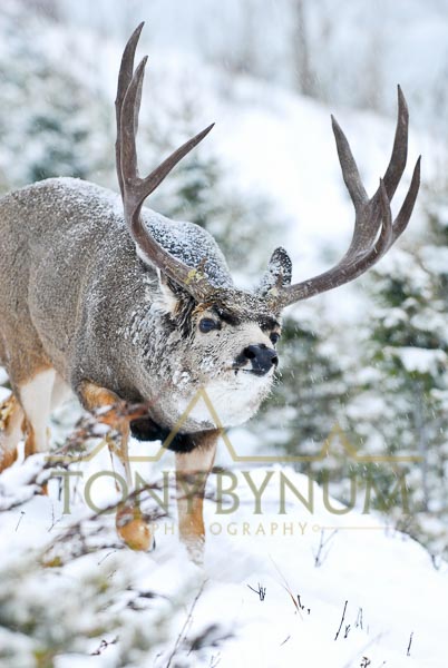 Mule deer photo - mature mule deer buck with large antlers walking in the snow. © tony bynum