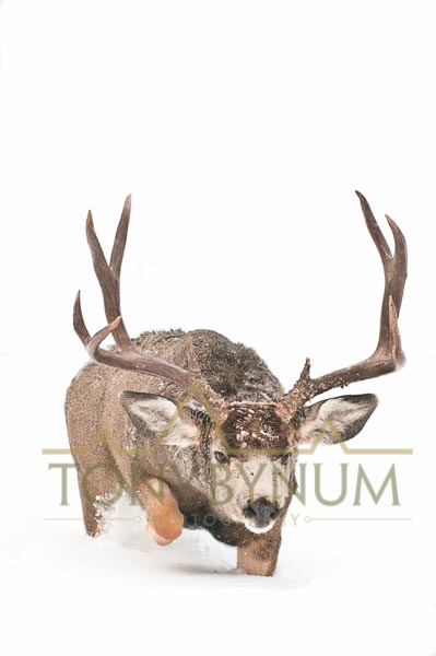 Mule deer buck photo - large agressive mule deer buck walking in deep snow. © tony bynum