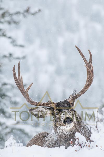 Mule deer buck photo - wide mule deer buck bedded in the snow. © tony bynum