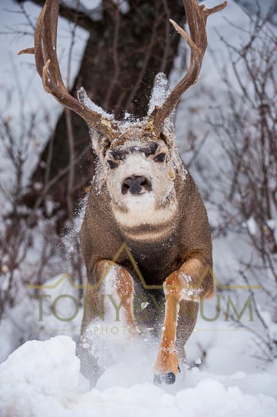 Mule deer buck photo - mule deer buck lunging though deep snow. © tony bynum