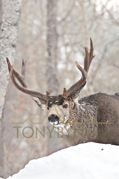 Mule deer buck photo - mule deer buck in snow in aspen forest. © tony bynum