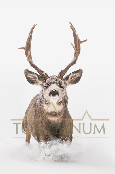 Mule deer buck photo - mule deer buck lunging in the snow. © tony bynum