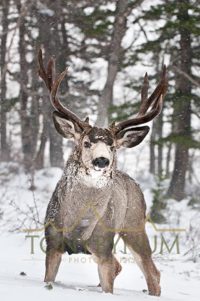 Mule deer buck photo - mule deer buck standing in snow. © tony bynum
