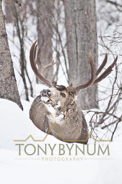 Mule deer buck photo - mule deer buck lip curling in deep snow among cottonwood and aspen trees. © tony bynum