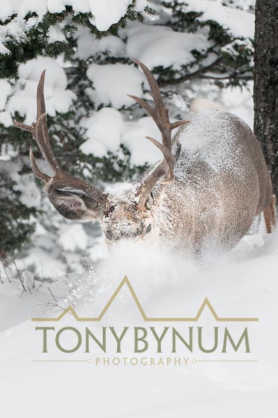 Mule deer buck photo - mule deer buck walking in deep snow. © tony bynum