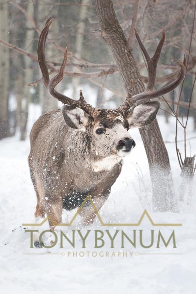Mule deer buck photo - mule deer buck jumping though deep snow. © tony bynum