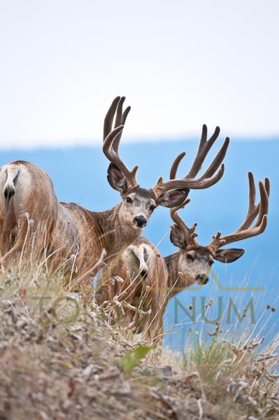 Mule deer buck photo - two mule deer bucks standing on hill with velvet antlers. © tony bynum