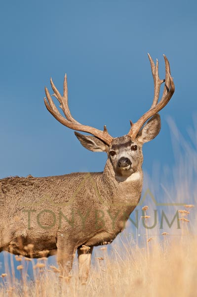 Mule deer buck photo - mule deer buck standing in tall grass. © tony bynum
