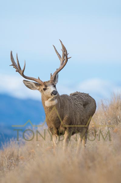 Mule deer buck photo - mule deer buck standing in tall grass on a ridge with mountains in the background. © tony bynum