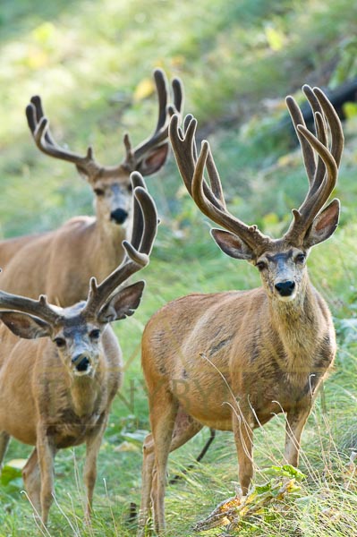 Mule deer buck photo - mule deer bucks with velvet antlers standing in green grass. © tony bynum