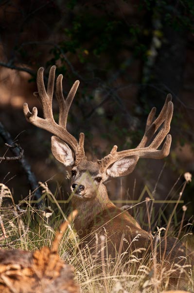 Mule deer buck photo - mule deer buck bedded in grass with large velvet antlers. © tony bynum
