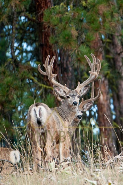 Mule deer buck photo - two mule deer buck with velvet antlers. © tony bynum