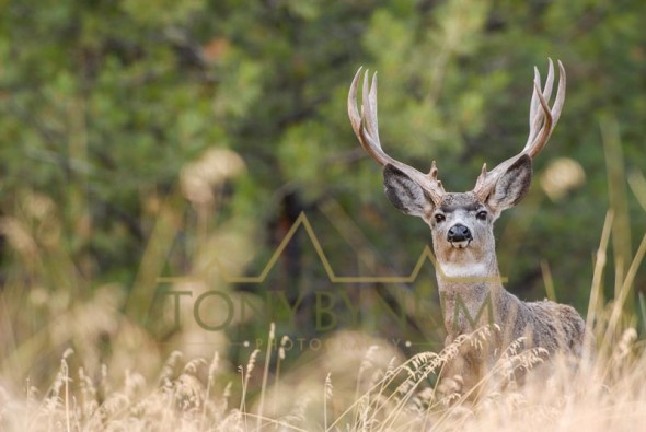 Mule deer buck photo - a mature mule deer buck standing in grass with forest background. © tony bynum