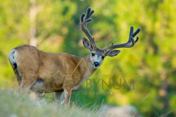 Mule deer buck photo - mule deer buck with velvet antlers standing in grass. © tony bynum