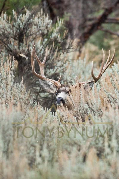 Mule deer buck photo - mule deer buck looking out from behind sage brush. © tony bynum