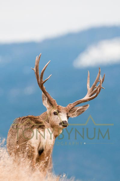 Mule deer buck photo - mule deer buck standing on a ridge, looking back over his shoulder. © tony bynum