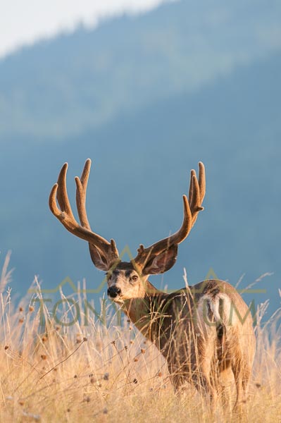 Mule deer buck photo - large mule deer buck, with velvet antlers, standing in tall grass. © tony bynum