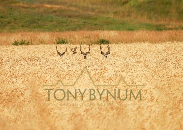 Mule deer buck photo - group of mule deer bucks with velvet antlers standing in wheat field. © tony bynum