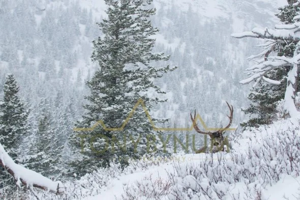 Mule deer buck photo - large mule deer buck bedded in snow among fir trees. © tony bynum