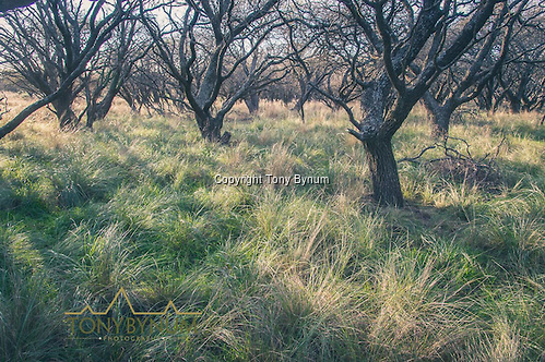 Tall grass under a thick canopy of tress is the typical cover. La Pampa, Argentina ©tonybynum.com