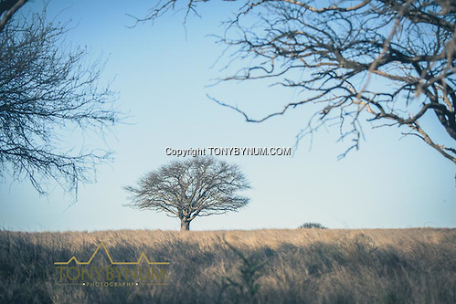 A large tree surrounded by grass prairie. La Pampa, Argentina ©tonybynum.com