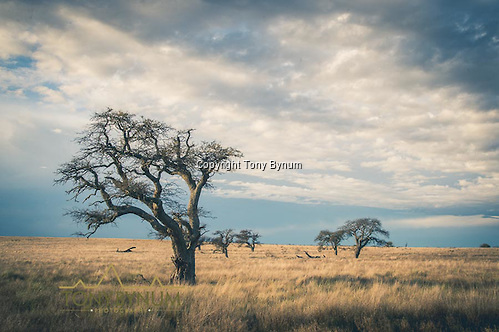 Hunters quarters on the Los Molles, Ranch. La Pampa, Argentina ©tonybynum.com