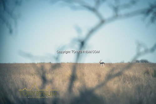 Blackbuck. La Pampa, Argentina ©tonybynum.com