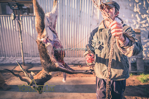 The skinner hoists the blackbuck a bit higher in order to finish processing the animal. La Pampa, Argentina ©tonybynum.com