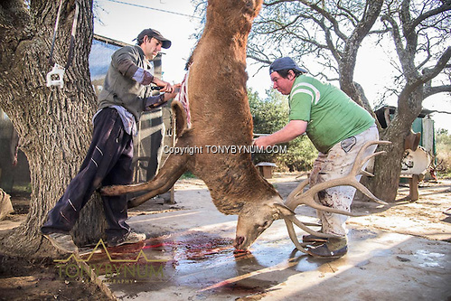 Skinners get to work on a trophy sized red stag from the Los Molles, Ranch. La Pampa, Argentina ©tonybynum.com