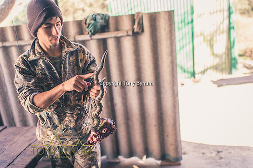 The hunting guide explains the twist in the horn of the blackbuck, where it was nearly broken in a fight. La Pampa, Argentina ©tonybynum.com