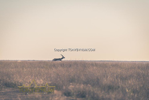Blackbuck running - La Pampa, Argentina ©tonybynum.com