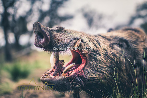 Wild Boar. Los Molles, Ranch. La Pampa, Argentina ©tonybynum.com