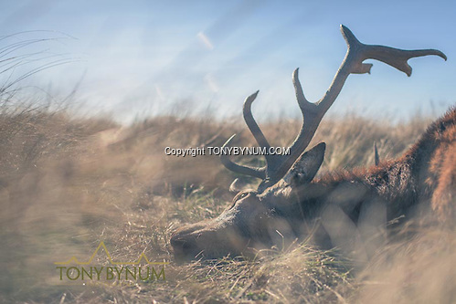 A red stag. La Pampa, Argentina ©tonybynum.com