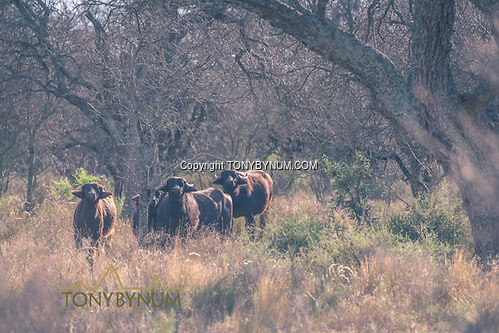 Asiatic water buffalo. One of many exotic species found in the region. La Pampa, Argentina ©tonybynum.com