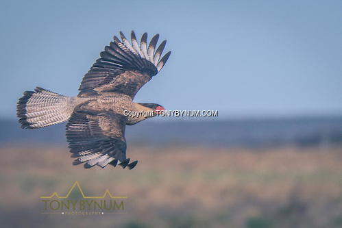 Bird in flight. La Pampa, Argentina ©tonybynum.com