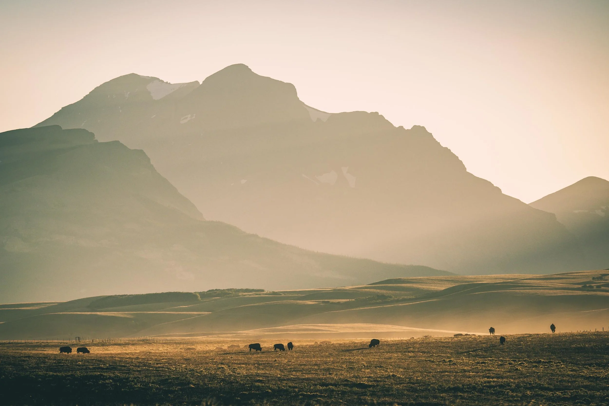 American Bison, Glacier National Park, Montana. © tony bynum
