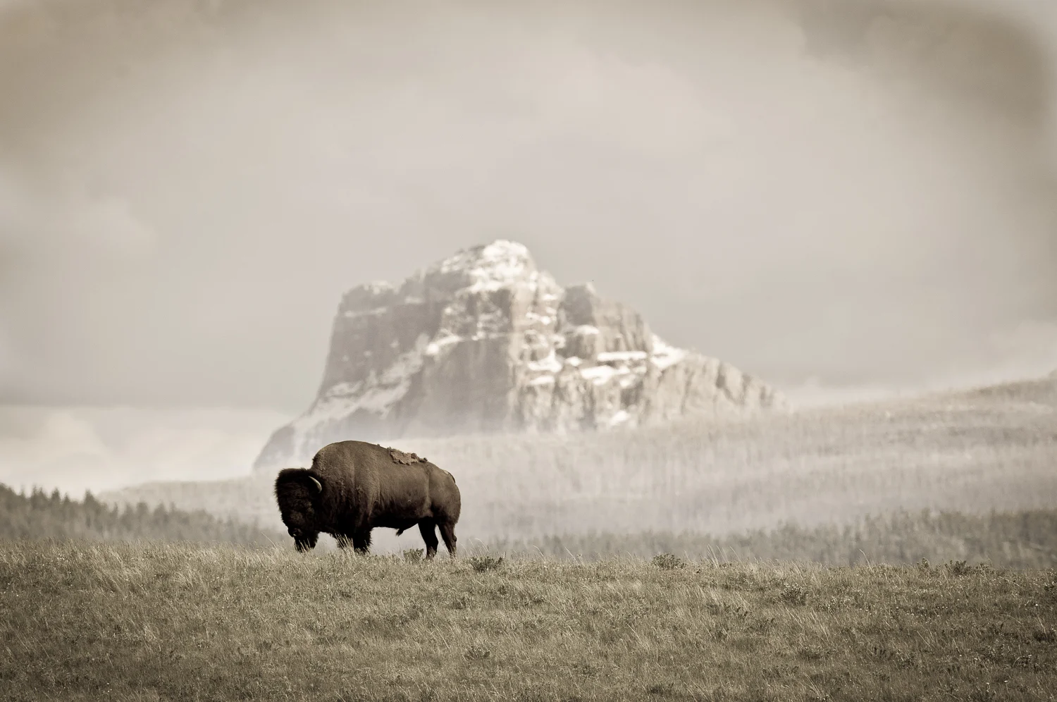 American Bison and Chief Mountain. ©tony bynum 