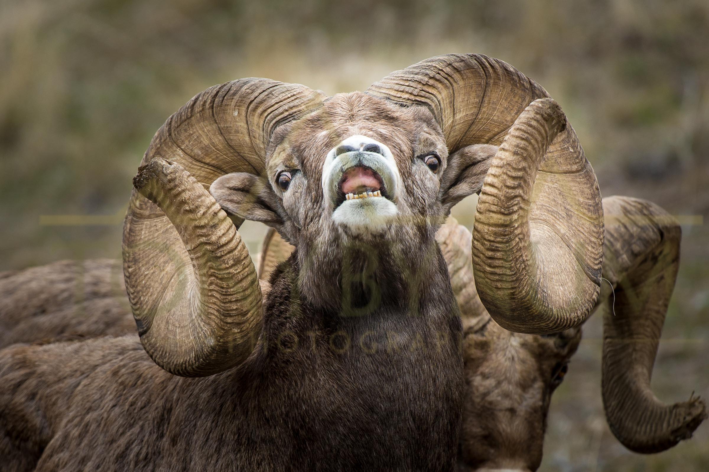 Bighorn Ram NEW World Record found in Montana — Tony Bynum Photography