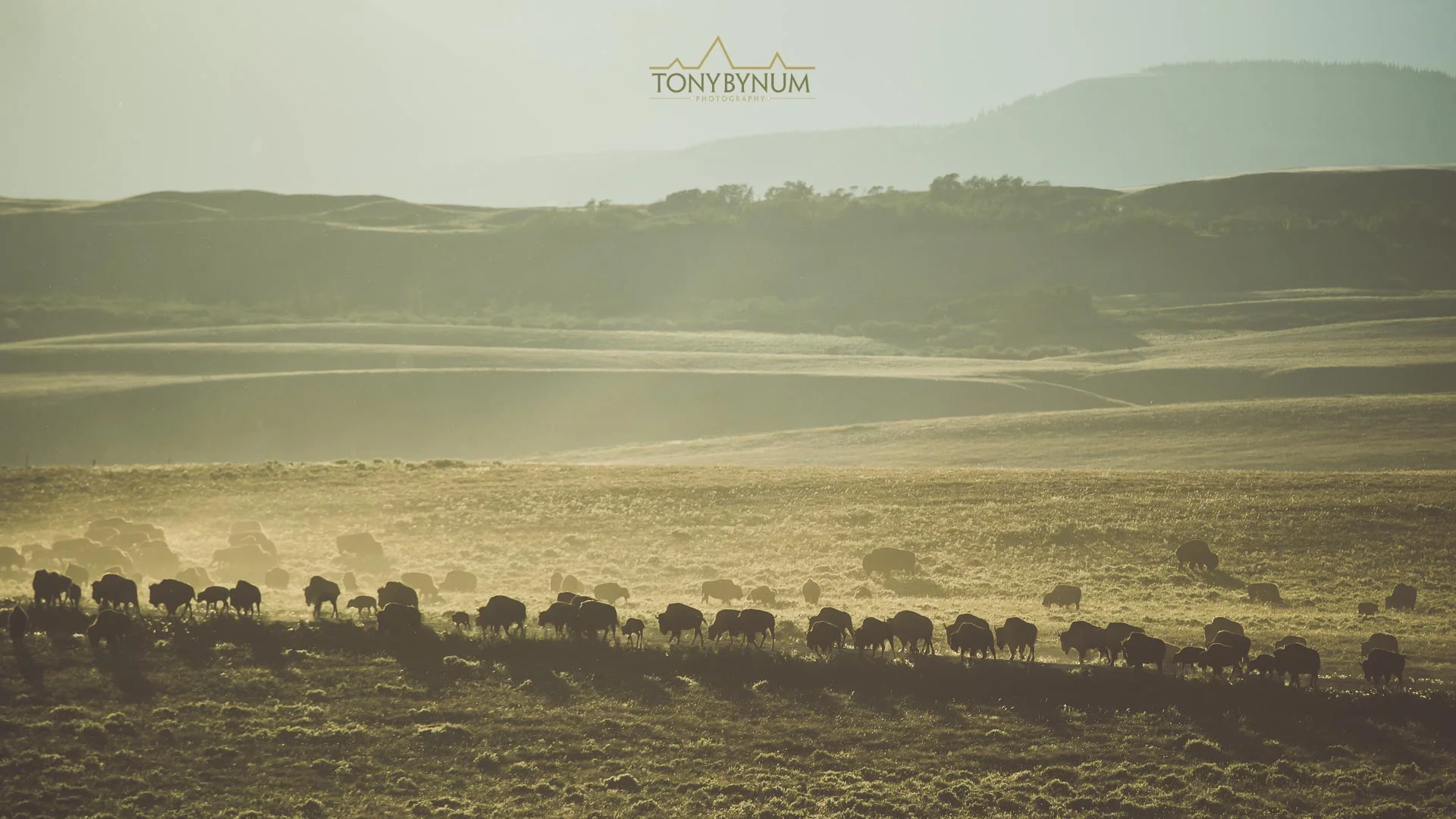 A small herd of american buffalo (bison) move across the landscape as if they are part of it. Blackfeet Reservation, Montana ©tonybynum.com
