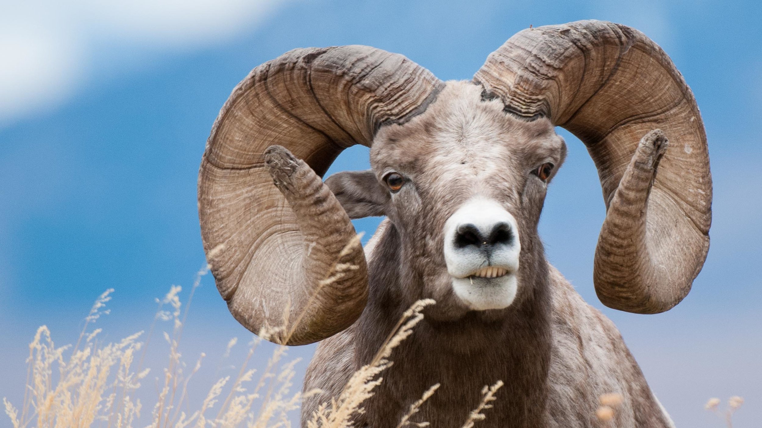 Bighorn Sheep Photographs — Tony Bynum Photography
