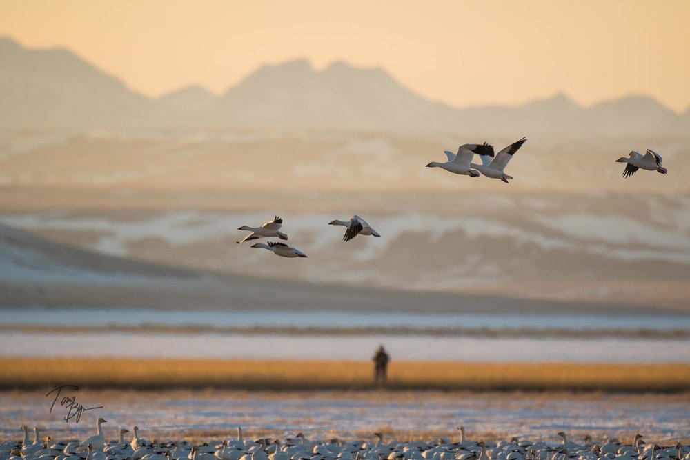 pintail-bynum-0968.JPG