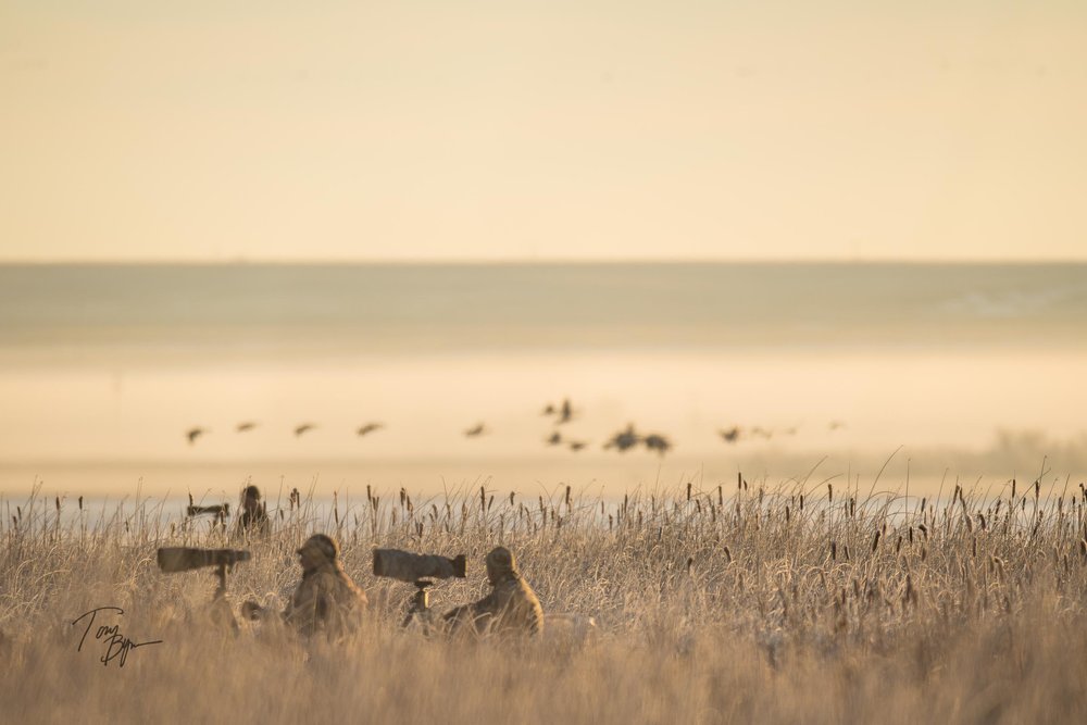 pintail-bynum-1426.JPG